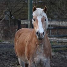 Foto: Portrait von Pferd Amora