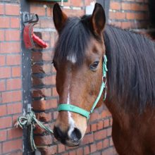 Foto: Portrait von Pferd Picasso