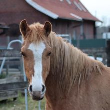 Foto: Portrait von Pferd Sunny